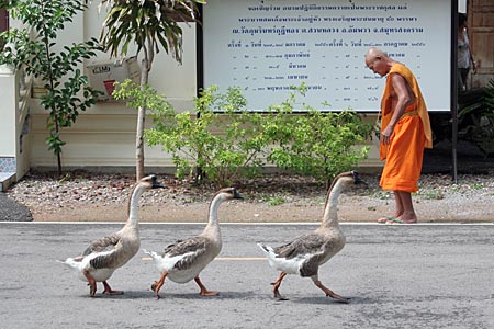 Goose walking through temple grounds