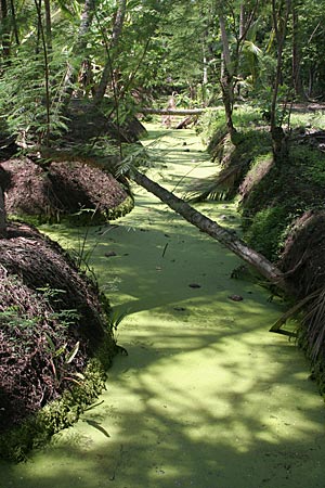Waterway in orchards, Samut Songkhram