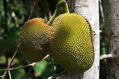 Jackfruit on the tree